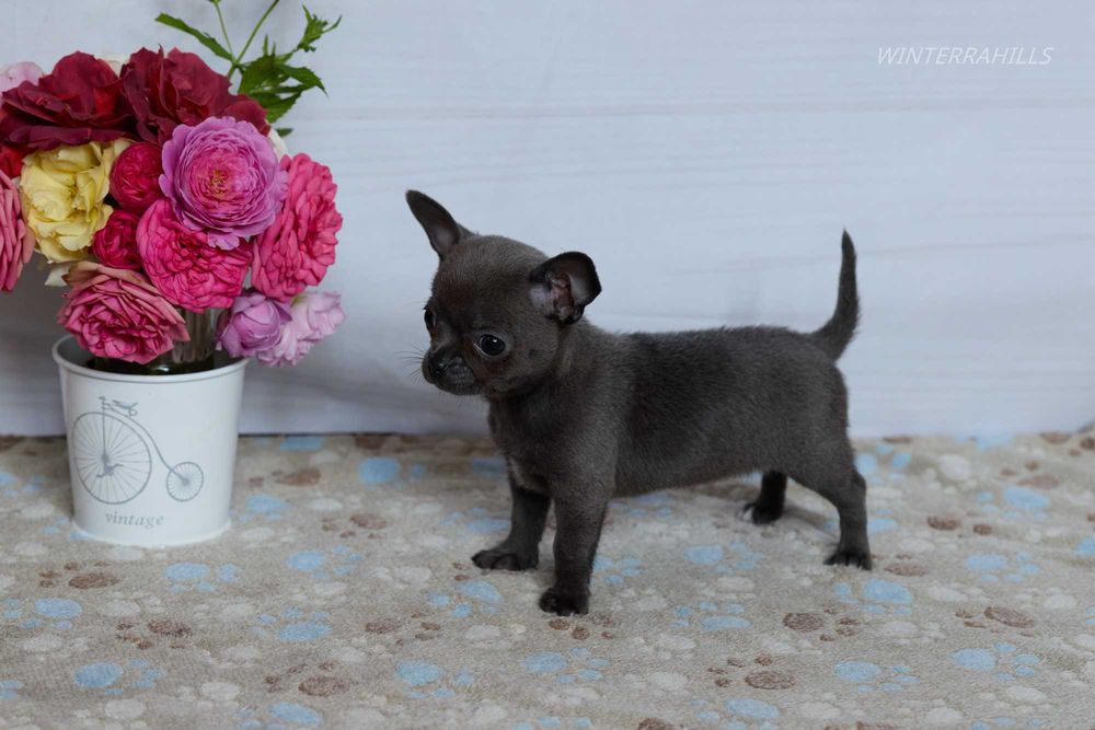 Blue smoothcoat female Chihuahua ~ Чіхуахуа КСУ