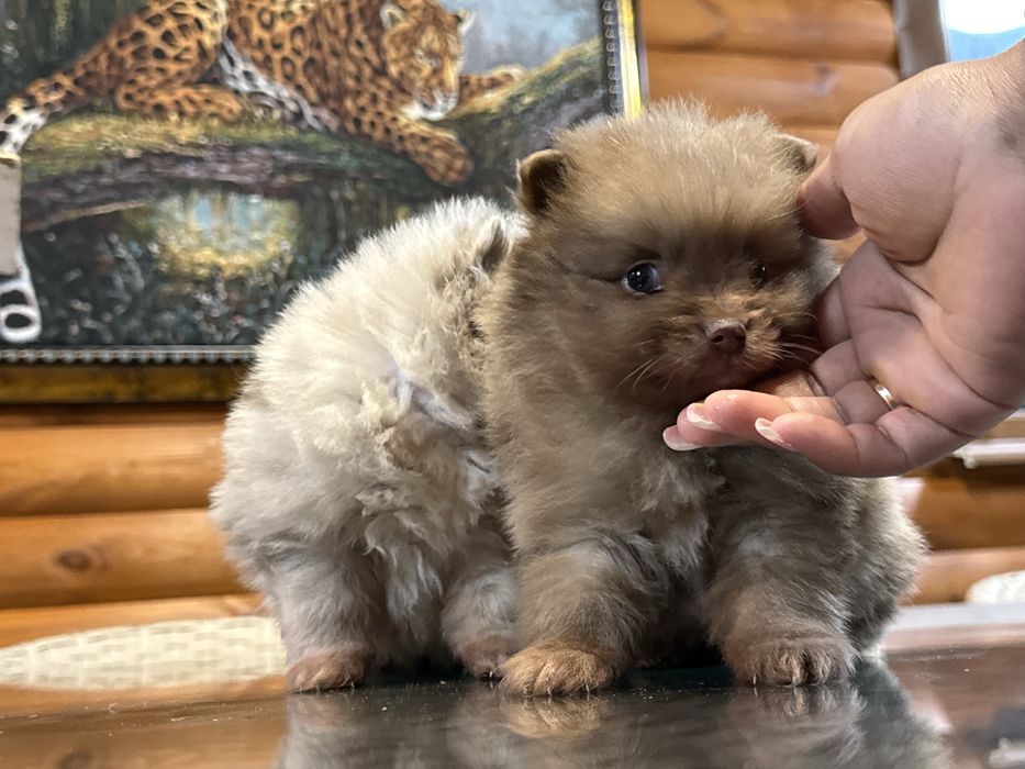 Редкий окрас мерле померанский шпиц