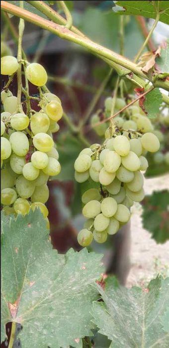 Продаємо свій будинок ( в оренду не здаємо)