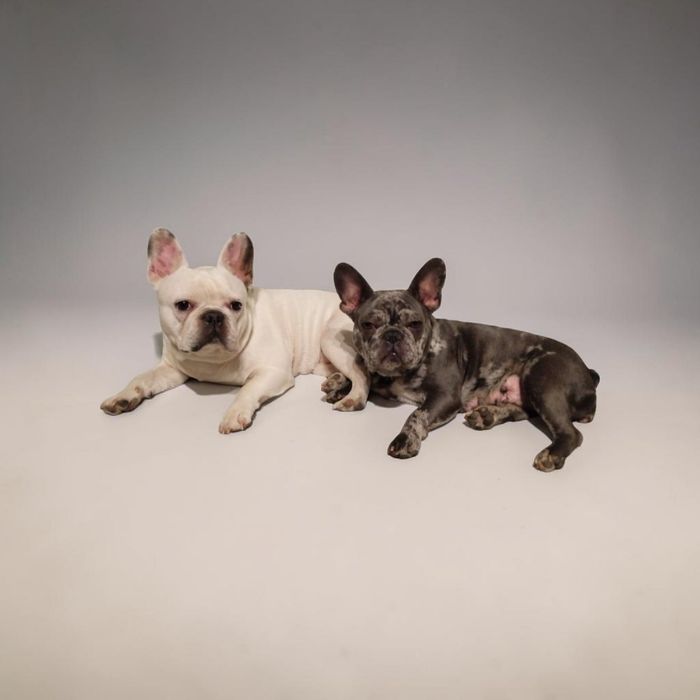 Щенята  Французского Бульдога