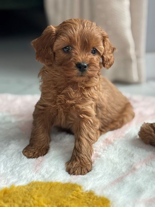 Cavapoo F1-B, suczka ;)