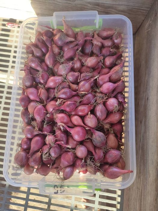 Цибуля-сівок. Тиканка.