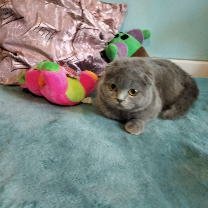 шотландский скоттиш фолд