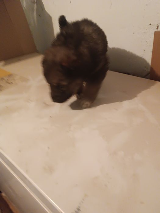 Отдам щенков в добрые руки