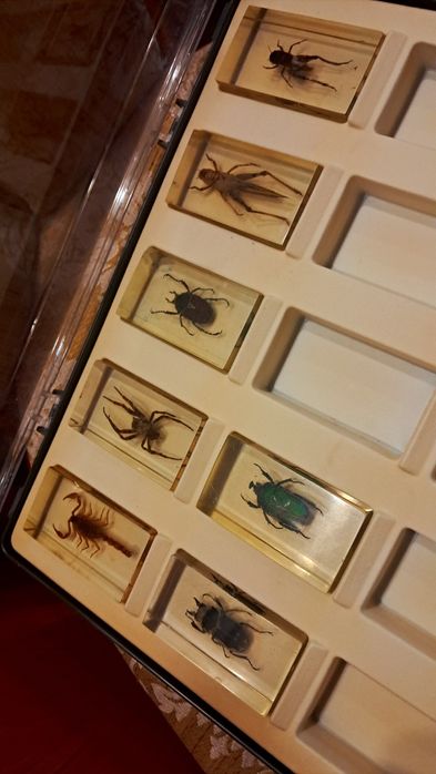 Коллекция насекомых.Коробка для насекомых. З