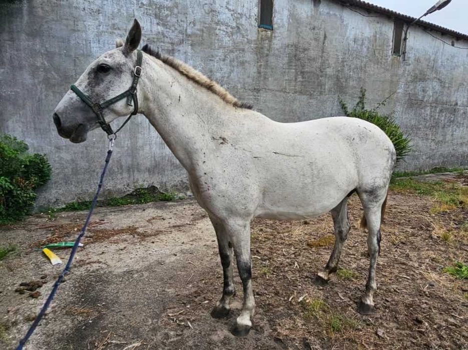 Egua lusitana  típica