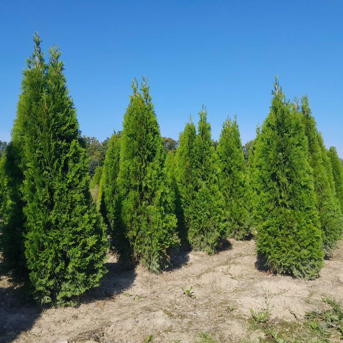 Tuje do 250cm! Szmaragd, Brabant, Blue Arrow! Dostawa i sadzenie!