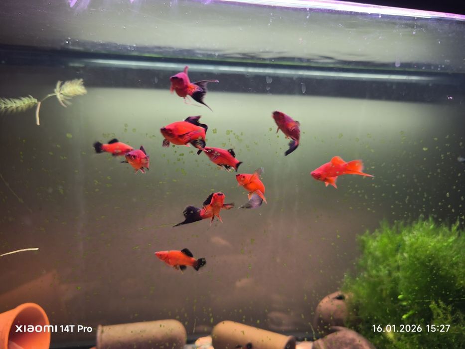 Mieczyk wagtail dorosłe