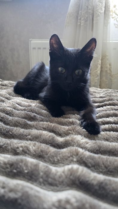 Чорне кошеня, дівчинка, в добрі руки