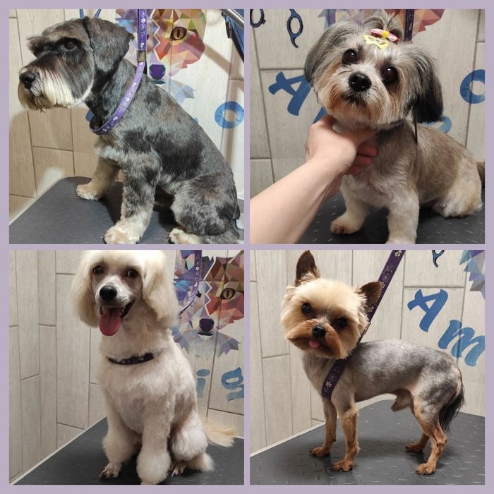 Груминг Грумінг стрижка собак, стрижка котов, кошек, вычесывание