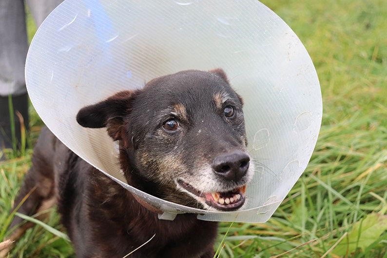 Starszy piesek Felek szuka domu!