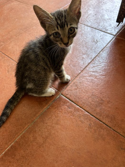 gatinho as riscas para adocao