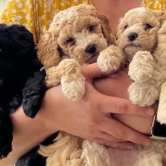 Мальтипу — ідеальні компаньйони для квартири