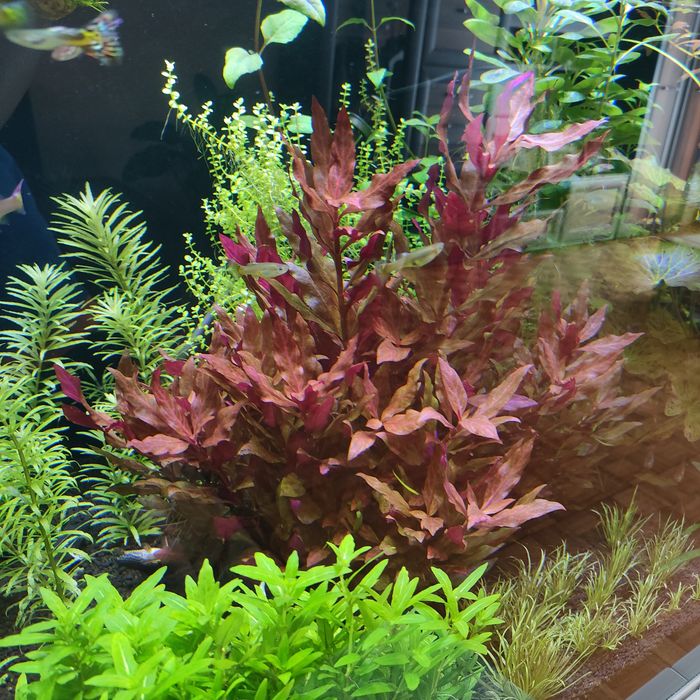 Alternanthera reineckii