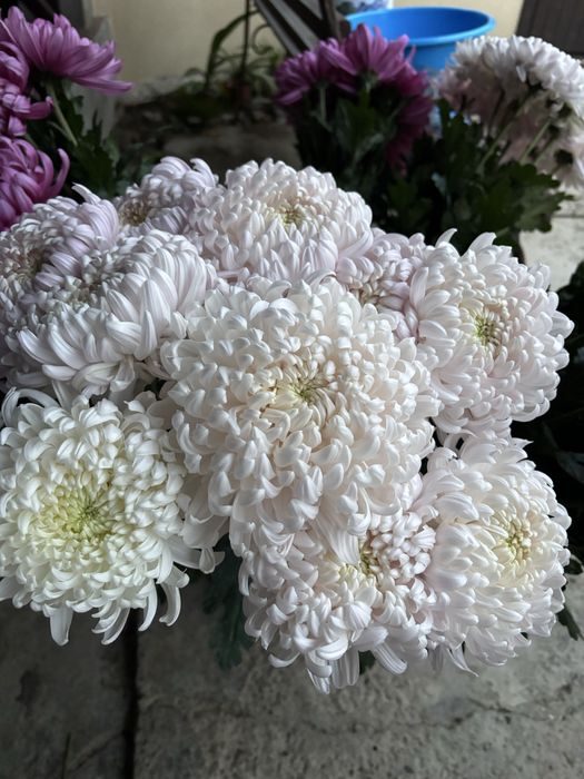 Маточне коріння одноголової зрізної хризантеми