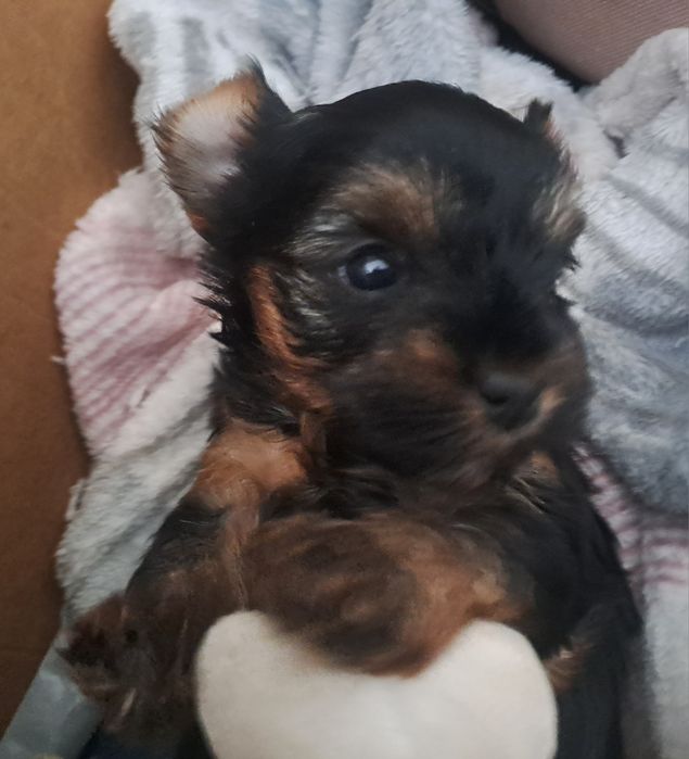 Yorkshire terrier