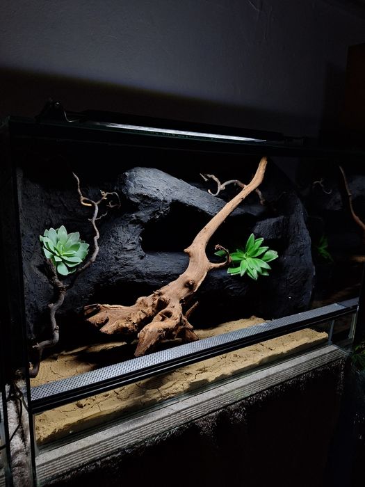 Terrarium z gekonem lamparcim gekon agama wąż