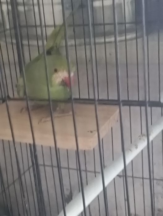 ring neck com gaiola