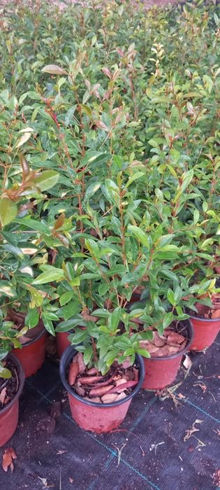 Eugenias para sebes ultimas 150 unidades  2,40€