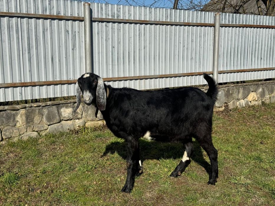 Англонубійські кози 100% чиста лінія