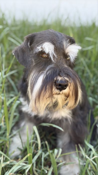 Schnauzer miniatura preto e prateado