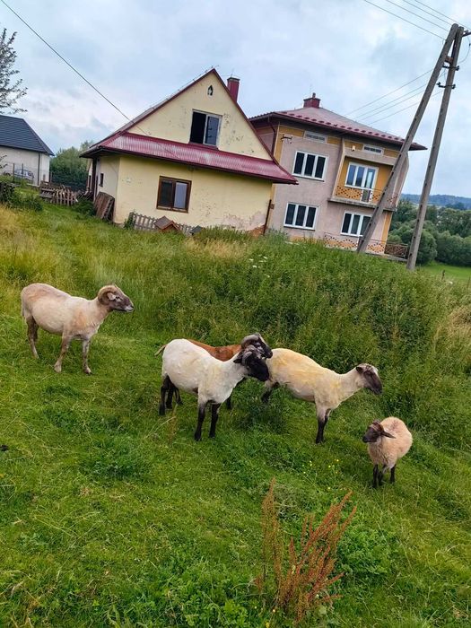 Barany, tryki, owoce sprzedam