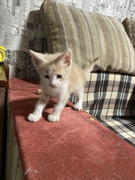 Котята безкоштовно