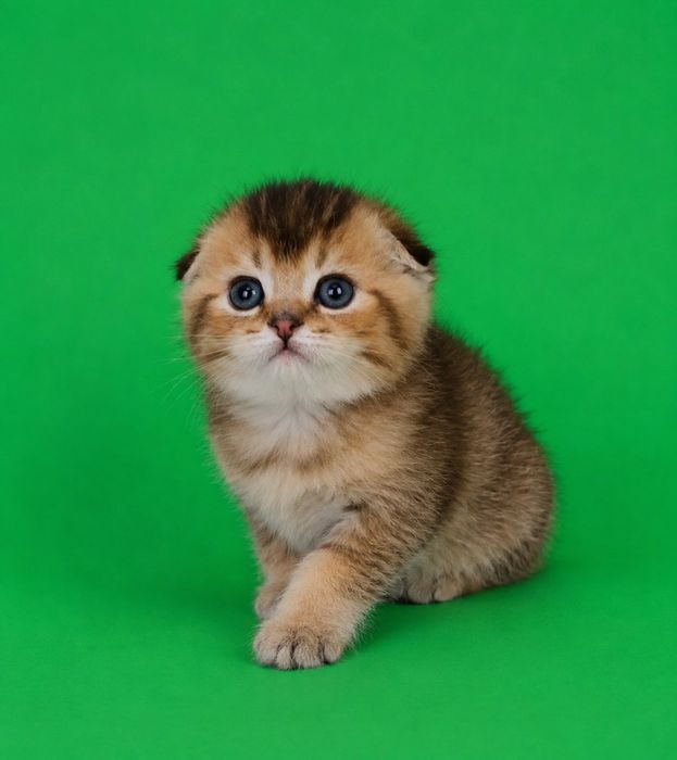 Висловухий котик