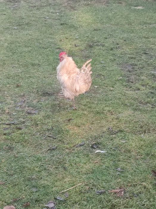 Sprzedam koguty różne