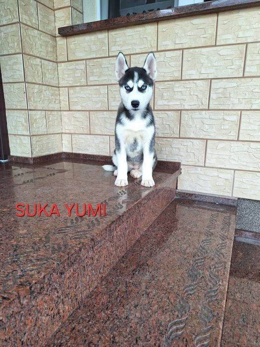 Husky Syberyjski