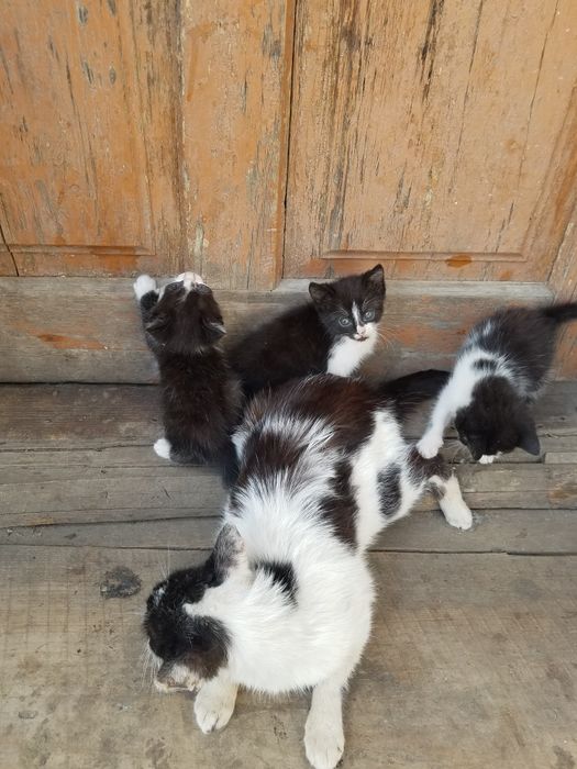 кошенята, віддам за шоколадку