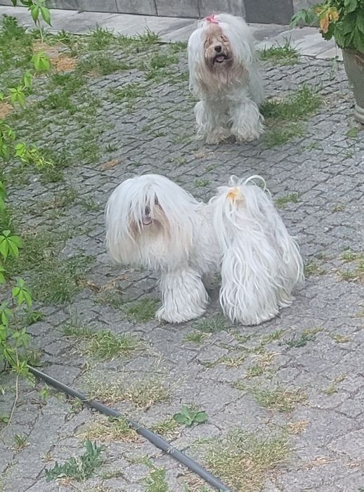 Maltańczyk 2 sunie 4 latka. Piękne, zdrowe, wysterylizowane