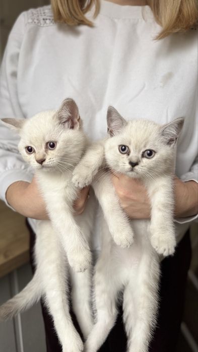 Шотландськи кошенята