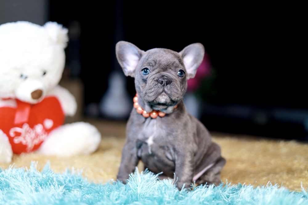 Buldog Francuski Suczka Blue