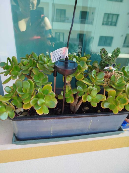 Plantas muito bem cuidadas.
