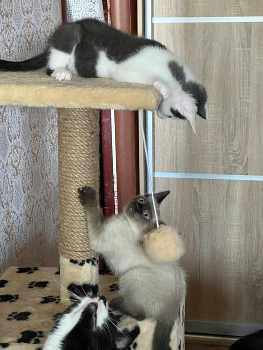 Кошенята в добрі руки