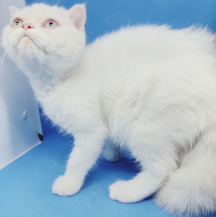 Скотиш страйт, шотландский, короткошерстный