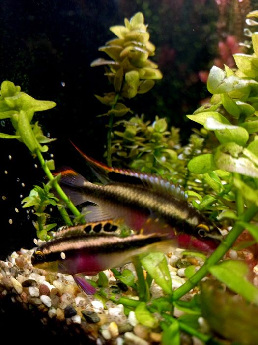 Barwniak Czerwonobrzuchy para z młodymi 8szt