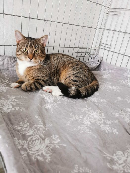 Dziewiecio miesieczne kocurki, rodzeństwo szukają stałego domu.