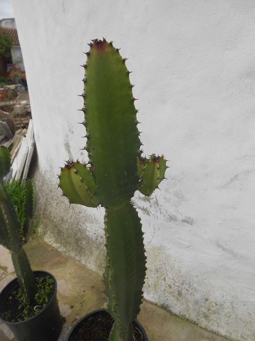 Cactos Candelabro Euphorbia grande 1 metro