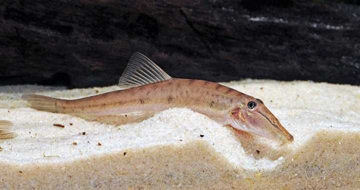 Mułoja - Cierniooczek Długonosy