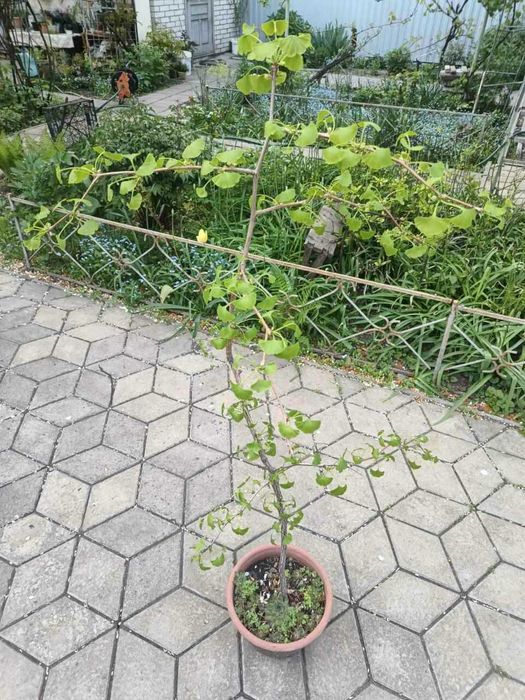 Гинкго Билоба, саджанець