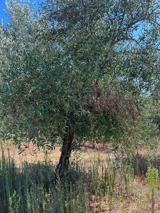 7 oliveiras adultas e produtivas