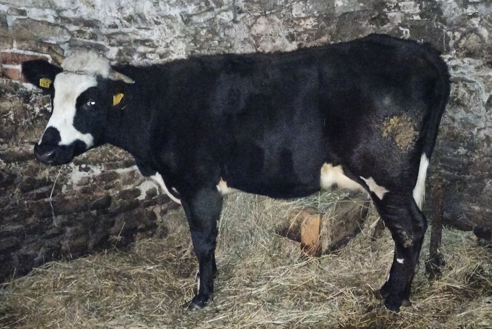 Sprzedam młodą krowę