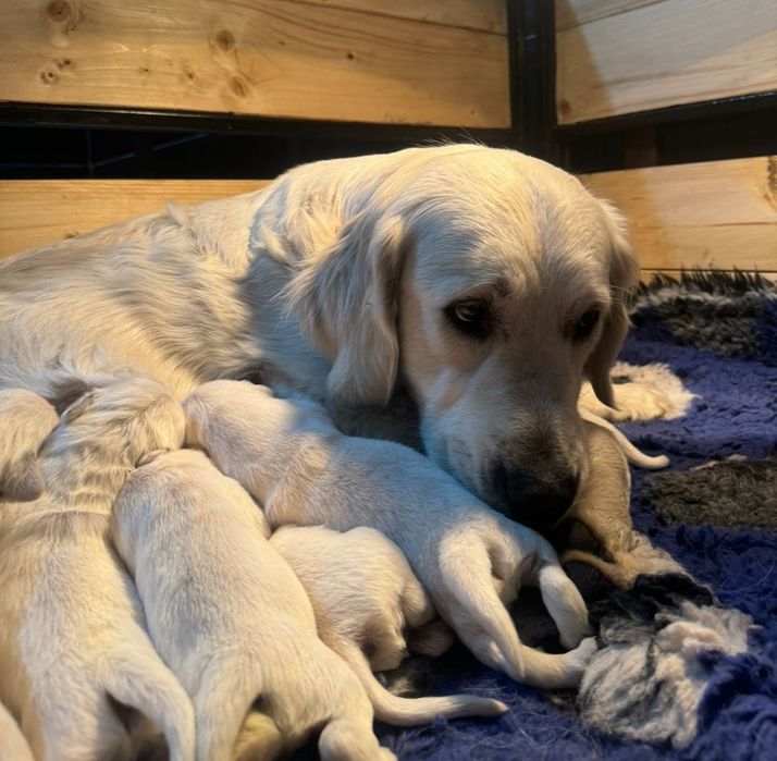 Golden retriever z rodowodem FCI ZKWP