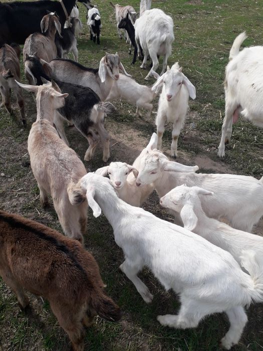 Sprzedam koźlęta mix An +saaneński