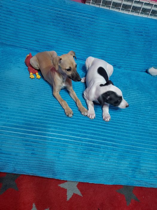 Chart Angielski Whippet suczka