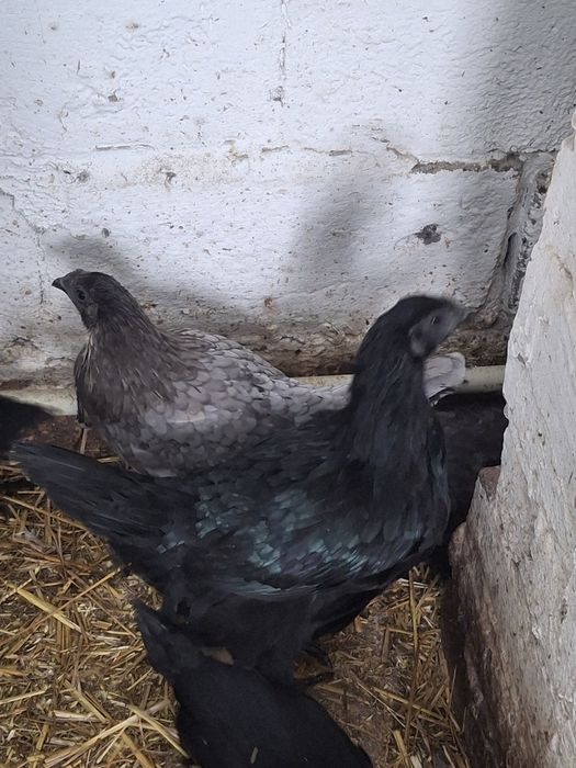 Sprzedam ayen cayeni