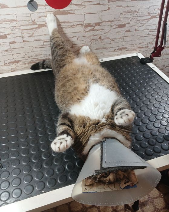 Грумінг собак та котів. Харків