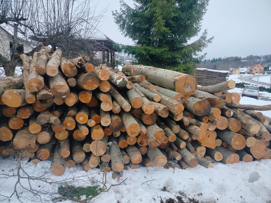 Drzewo metrowki opałowe